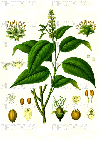 Medicinal plant