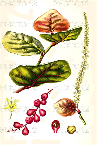 Medicinal plant