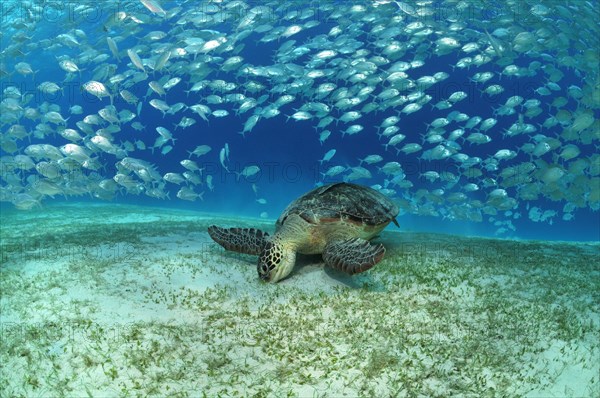 Hawksbill sea turtle