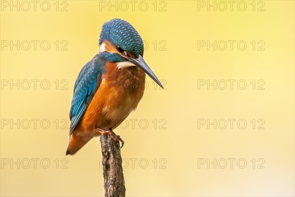 Kingfisher