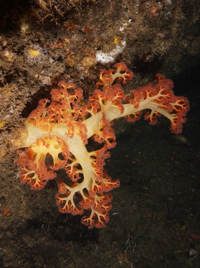 Red tree coral