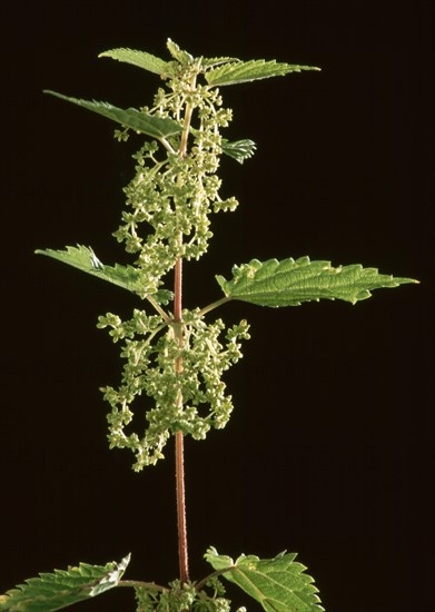 Flowering nettle