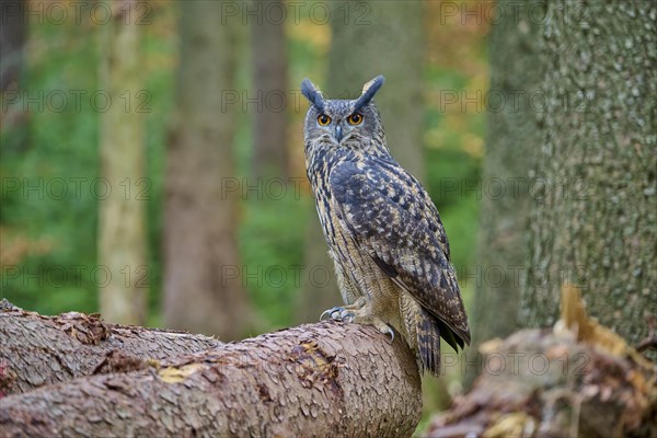 Eurasian eagle-owl