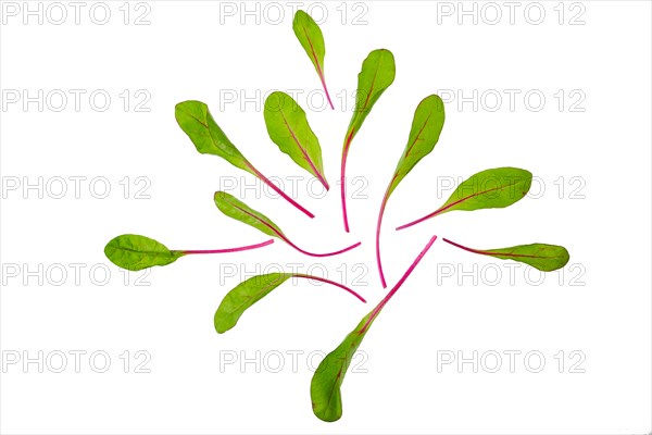 Overhead view of fresh swiss chard leaves isolated on white background