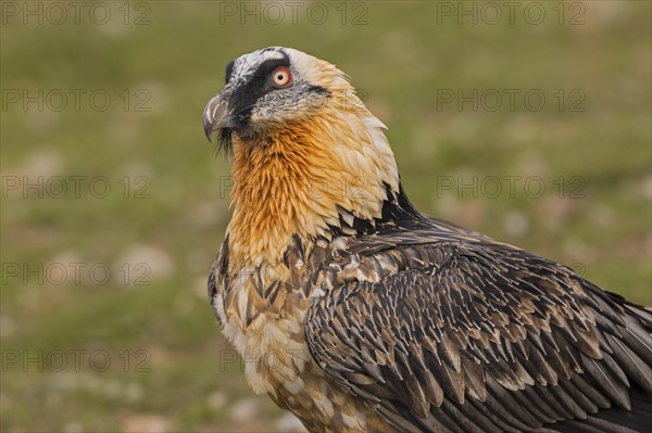 Bearded vulture