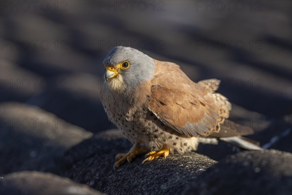 Lesser Kestrel