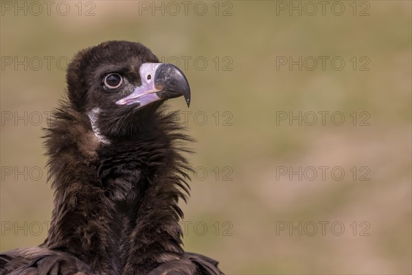 Cinereous vulture