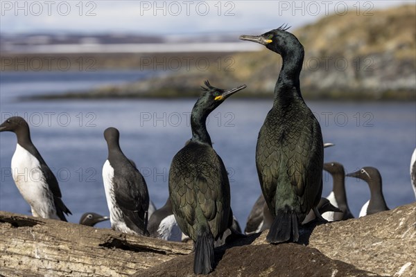 Common shag