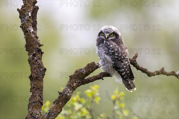 Northern hawk owl