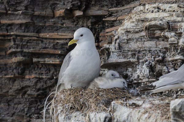 Kittiwake