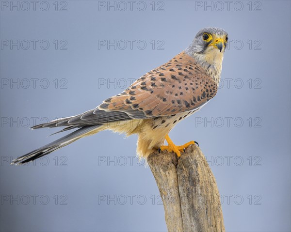 Common kestrel