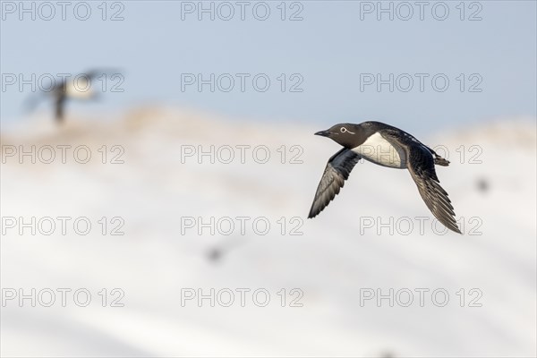 Common Guillemot