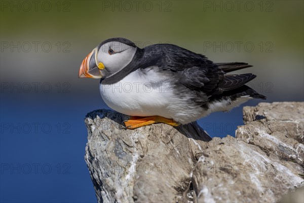 Puffin