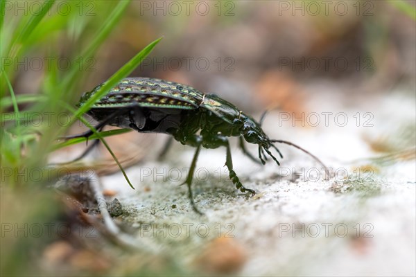 Carabus clathratus