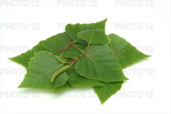 Medicinal plant Birch