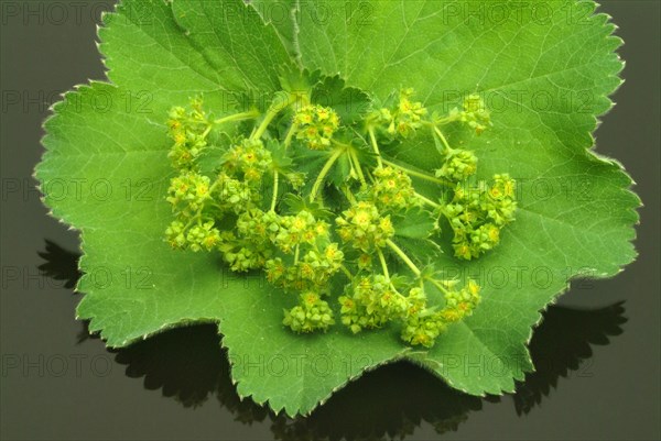 Medicinal plant lady's mantle