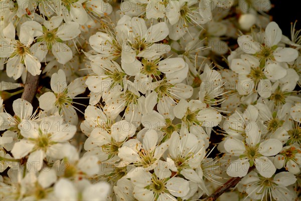 Medicinal plant Sloe