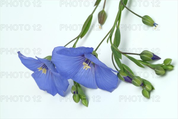 Medicinal plant Linseed