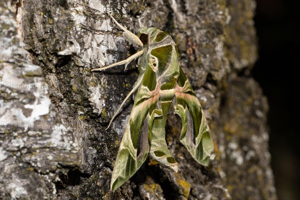 Oleander hawk moth with closed wings hanging on tree trunk seen from the back left