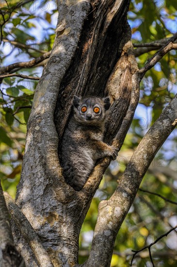 White-footed Sportive Lemur