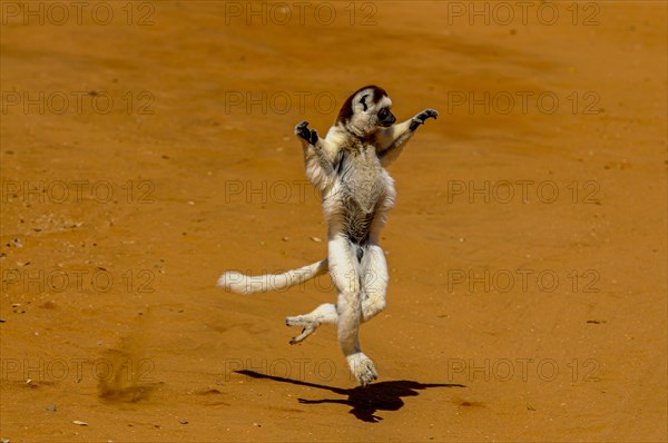 Leaping verreauxi lemur