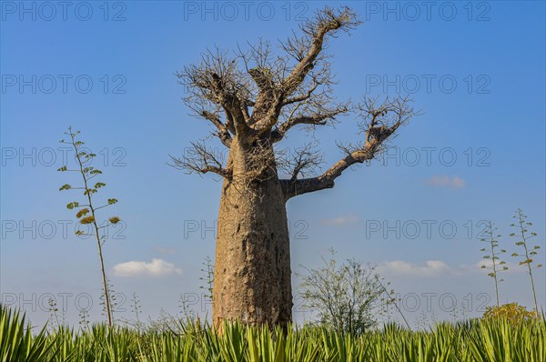 Hube baobab tree in the Berenty private reserve