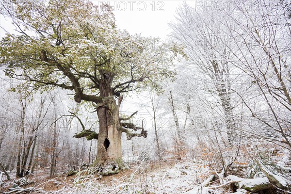 Snow-covered chimney oak