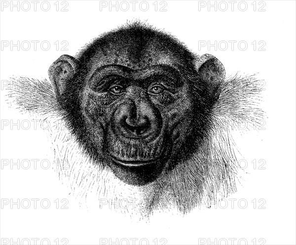 Chimpanzee