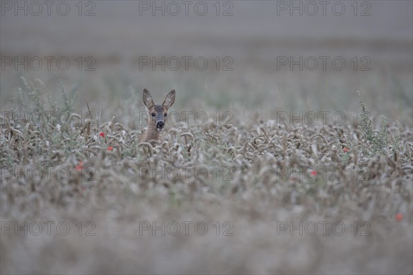 Roe deer