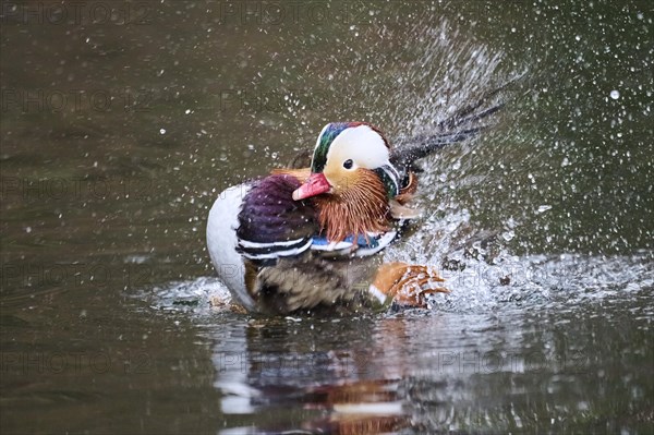 Mandarin duck