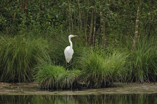 Great egret