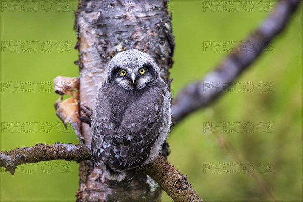 Northern hawk owl