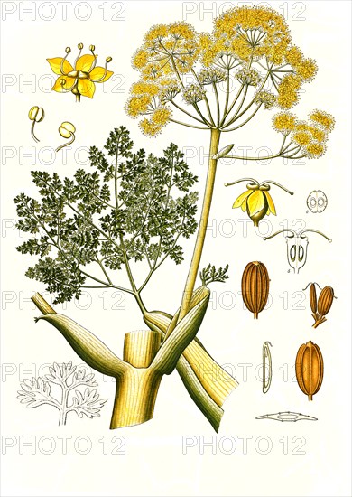 Medicinal plant