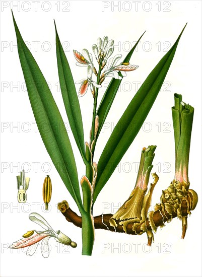 Medicinal plant