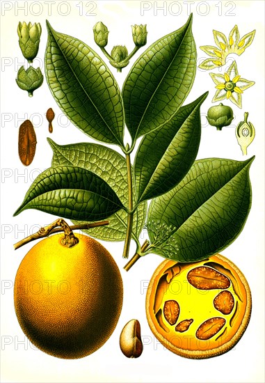 Medicinal plant