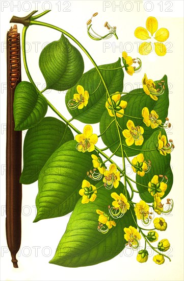 Medicinal plant