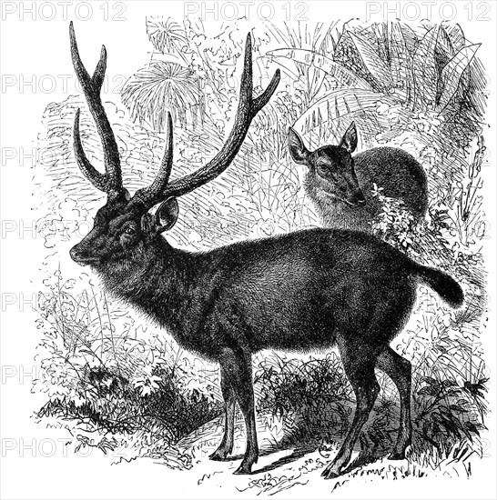 Sambar or sambar deer