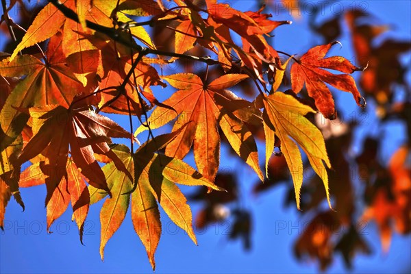 Smooth japanese maple