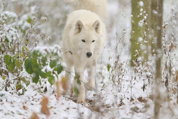 Arctic wolf