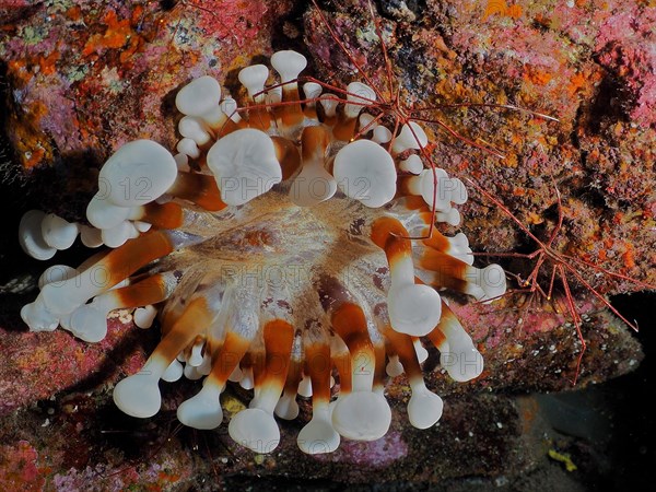 Brown club-tipped anemone