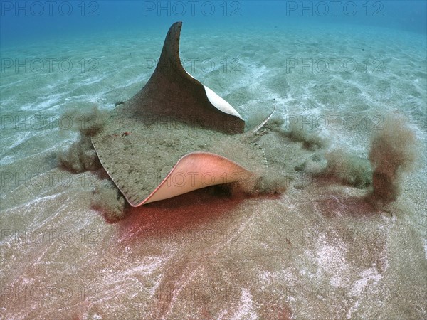 Butterfly ray