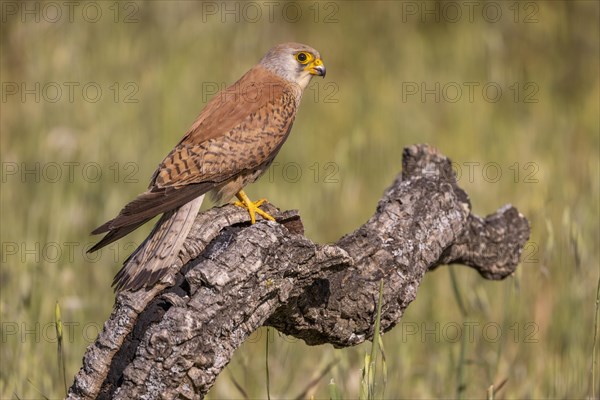 Lesser kestrel