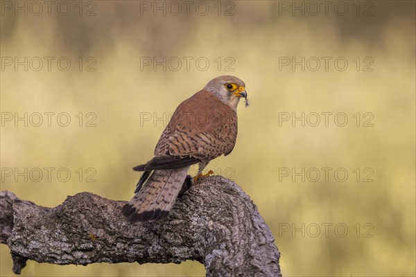 Lesser kestrel