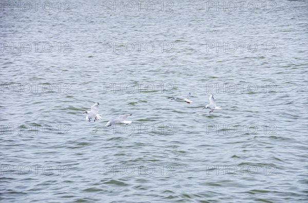 Seagulls flying close above the surface of the Zierker See lake in Neustrelitz