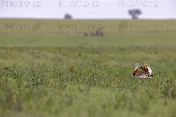 Great bustard