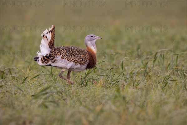 Great bustard