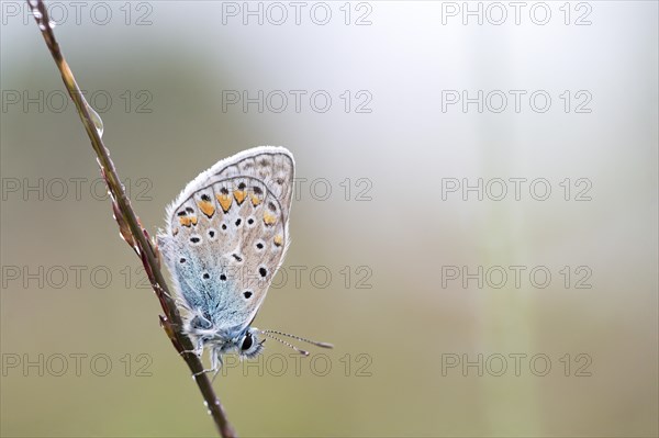 Common blue butterfly