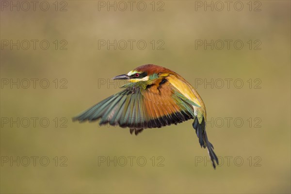 European bee-eater