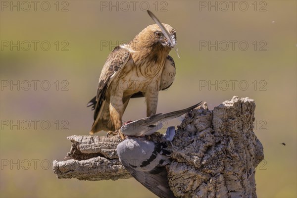 Booted eagle