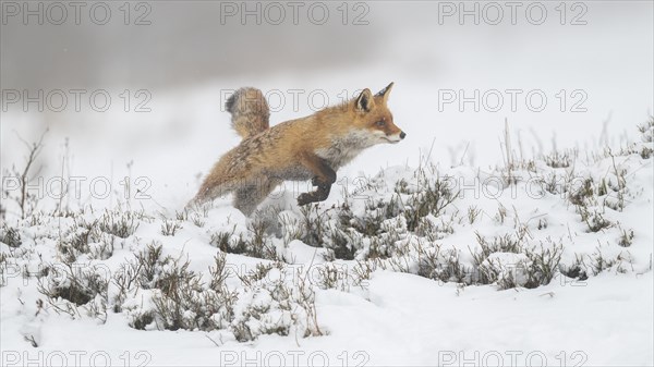 Red fox